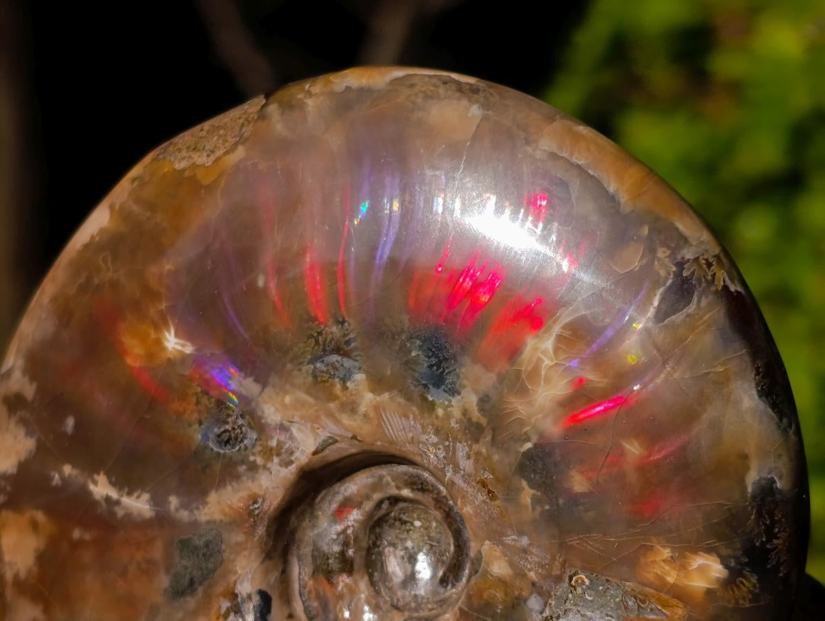 Polished Red Opalized Ammolite Cleoniceras Ammonite Fossils x 2 From Tulear, Madagascar - Toprock Gemstones and Minerals 