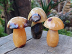 Polished Septerye Mushrooms x 12 From Mahajanga, Madagascar - Toprock Gemstones and Minerals 