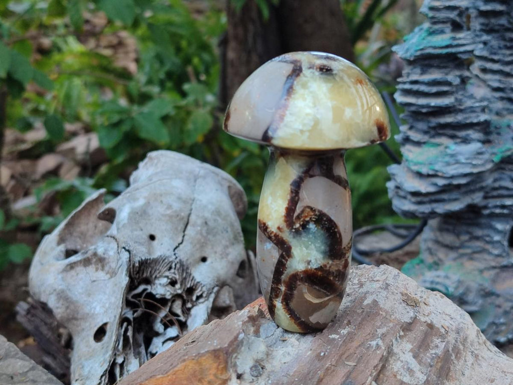 Polished Septerye Mushrooms x 12 From Mahajanga, Madagascar - Toprock Gemstones and Minerals 