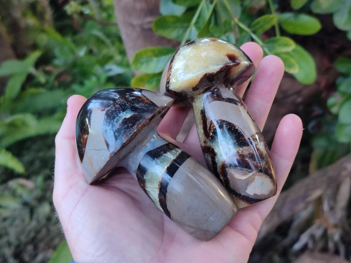 Polished Septerye Mushrooms x 12 From Mahajanga, Madagascar - Toprock Gemstones and Minerals 
