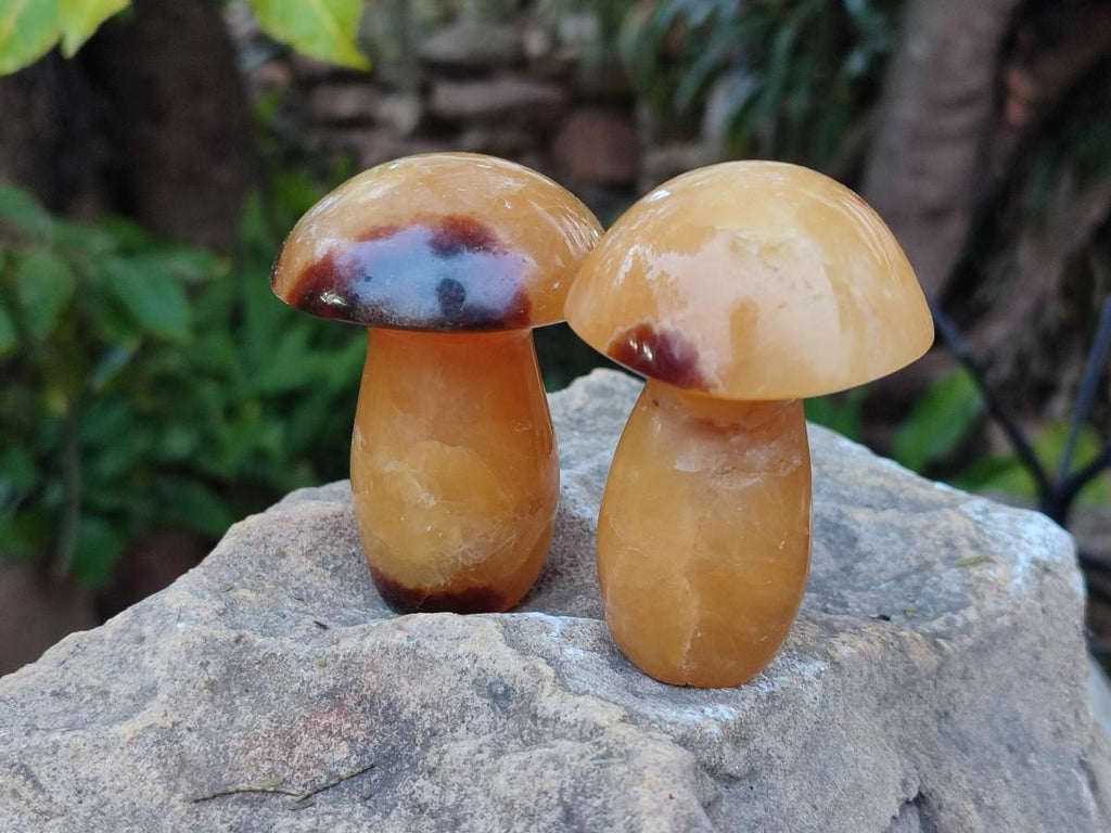 Polished Septerye Mushrooms x 12 From Mahajanga, Madagascar - Toprock Gemstones and Minerals 