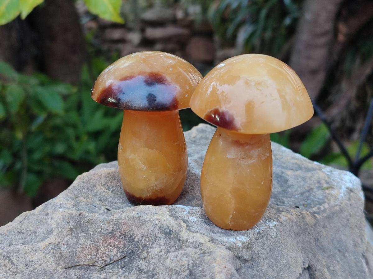 Polished Septerye Mushrooms x 12 From Mahajanga, Madagascar - Toprock Gemstones and Minerals 