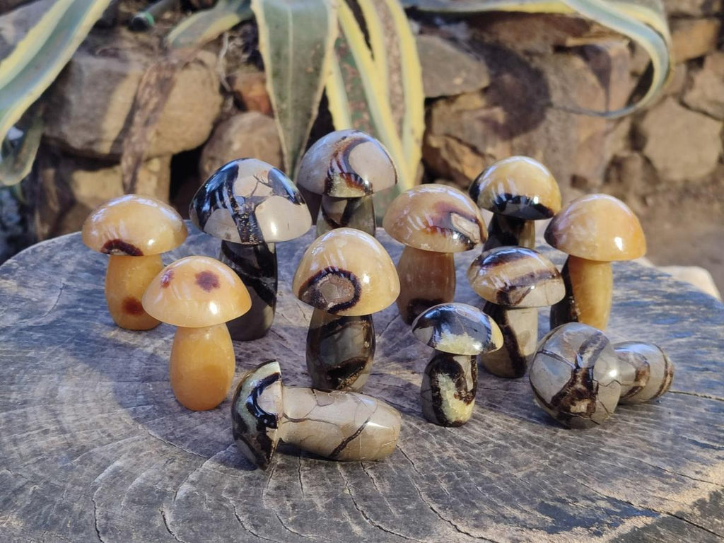 Polished Septerye Mushrooms x 12 From Mahajanga, Madagascar - Toprock Gemstones and Minerals 