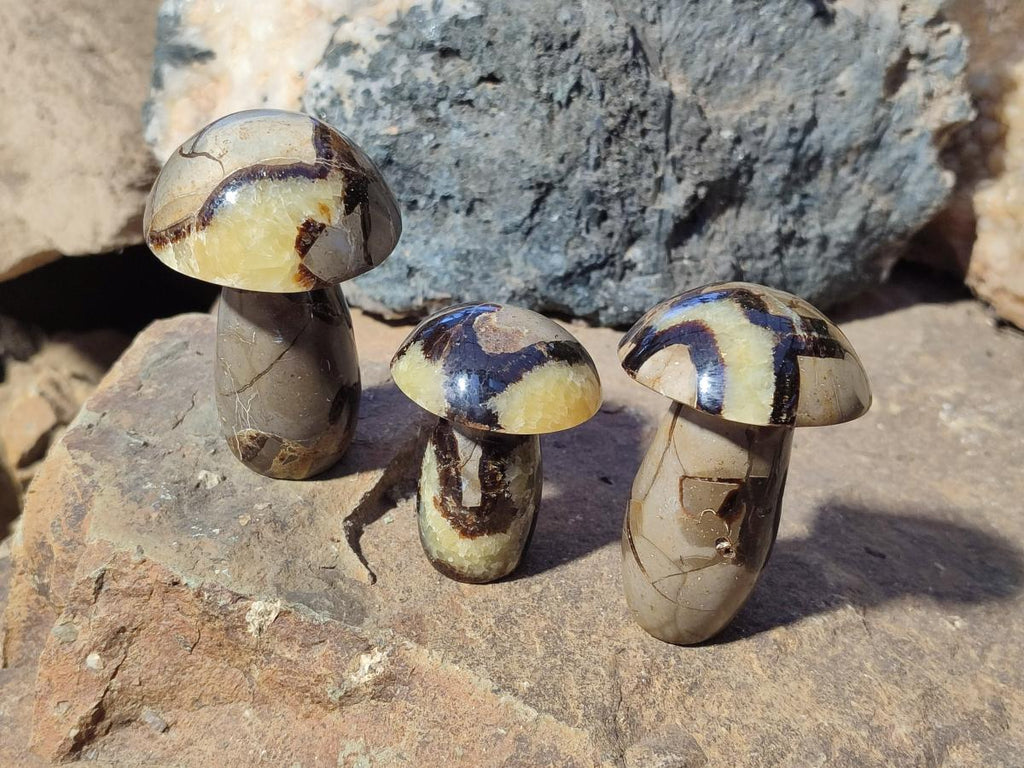Polished Septerye Mushrooms x 12 From Mahajanga, Madagascar - Toprock Gemstones and Minerals 