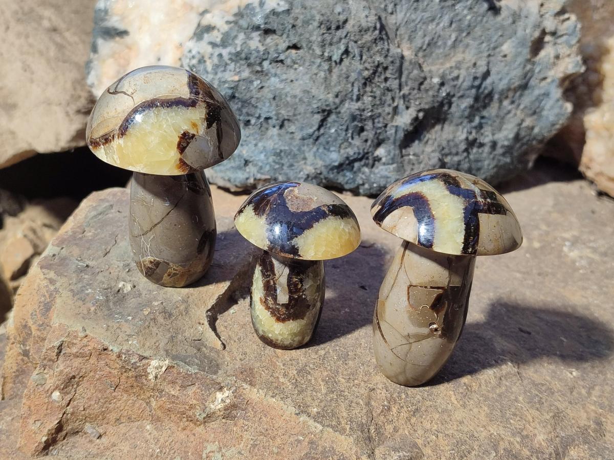 Polished Septerye Mushrooms x 12 From Mahajanga, Madagascar - Toprock Gemstones and Minerals 