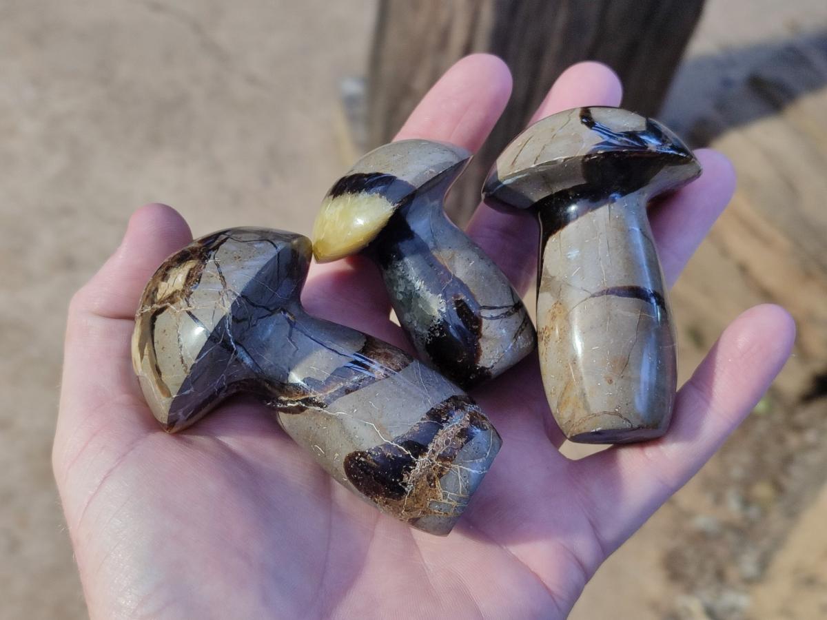 Polished Septerye Mushrooms x 12 From Mahajanga, Madagascar - Toprock Gemstones and Minerals 