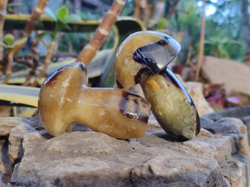 Polished Septerye Mushrooms x 12 From Mahajanga, Madagascar - Toprock Gemstones and Minerals 