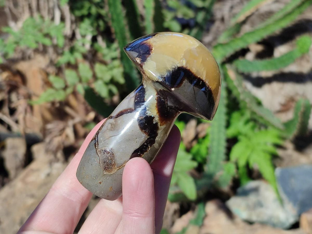 Polished Septerye Mushrooms x 12 From Mahajanga, Madagascar - Toprock Gemstones and Minerals 