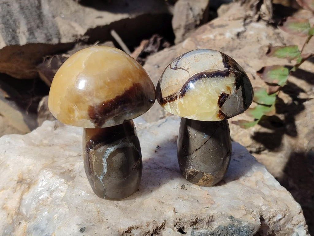 Polished Septerye Mushrooms x 12 From Mahajanga, Madagascar - Toprock Gemstones and Minerals 