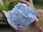 Natural Small Blue Celestite Specimens x 56 From Sakoany, Madagascar - Toprock Gemstones and Minerals 