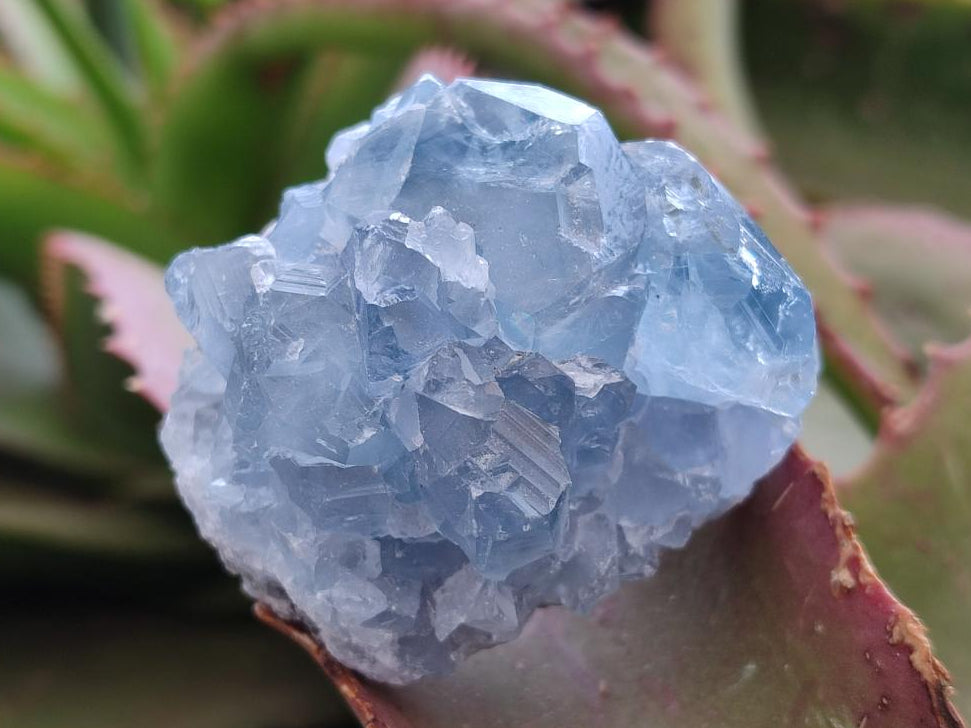 Natural Small Blue Celestite Specimens x 56 From Sakoany, Madagascar - Toprock Gemstones and Minerals 