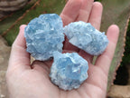 Natural Small Blue Celestite Specimens x 56 From Sakoany, Madagascar - Toprock Gemstones and Minerals 