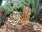 Natural Copal Amber Specimens with Insect and Plant Inclusions x 24 From Lemur Island, Madagascar - Toprock Gemstones and Minerals 