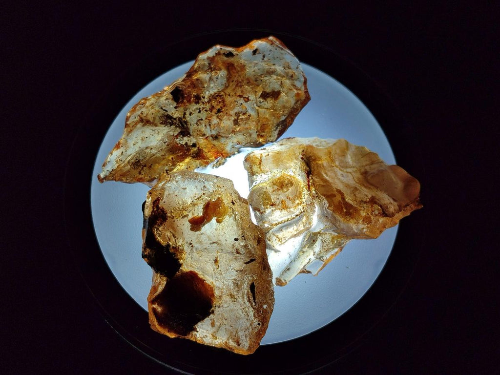 Natural Copal Amber Specimens with Insect and Plant Inclusions x 24 From Lemur Island, Madagascar - Toprock Gemstones and Minerals 