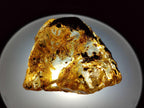 Natural Copal Amber Specimens with Insect and Plant Inclusions x 24 From Lemur Island, Madagascar - Toprock Gemstones and Minerals 
