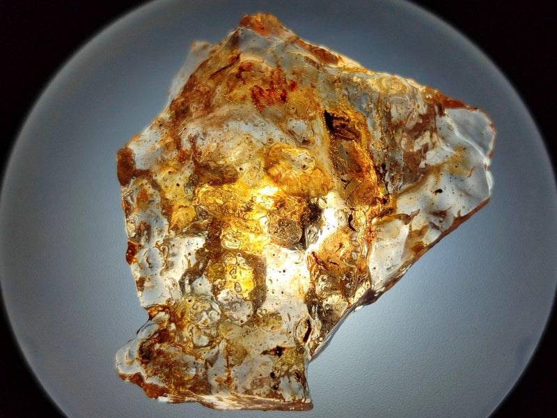 Natural Copal Amber Specimens with Insect and Plant Inclusions x 24 From Lemur Island, Madagascar - Toprock Gemstones and Minerals 