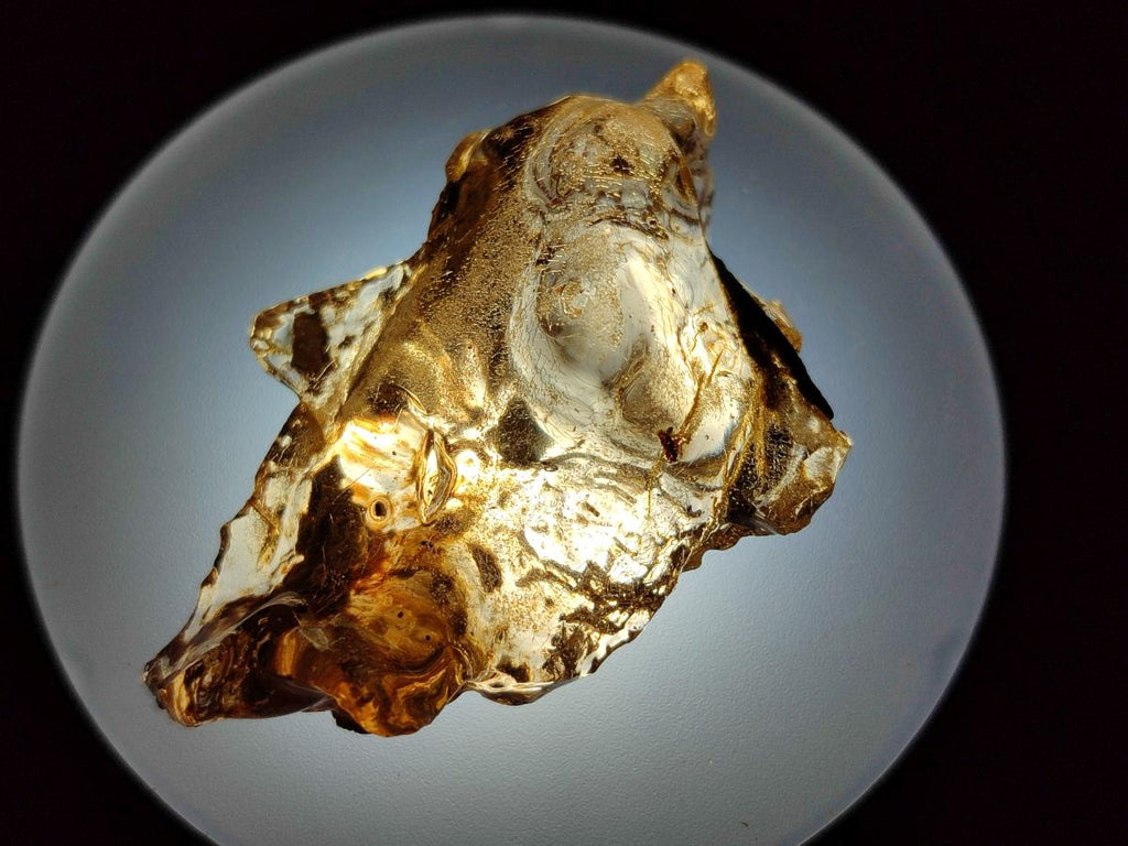 Natural Copal Amber Specimens with Insect and Plant Inclusions x 24 From Lemur Island, Madagascar - Toprock Gemstones and Minerals 