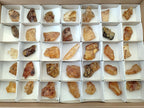 Natural Copal Amber Specimens with Insect and Plant Inclusions x 24 From Lemur Island, Madagascar - Toprock Gemstones and Minerals 