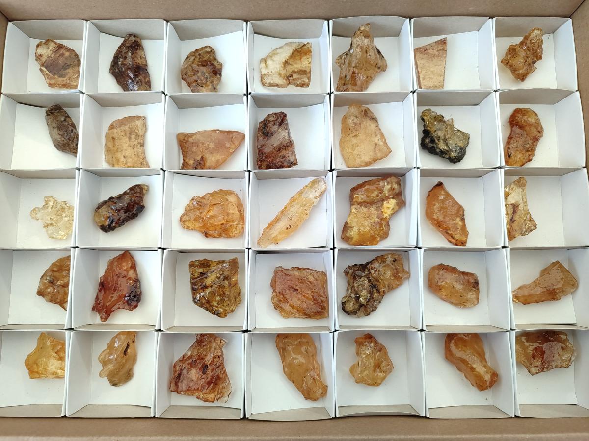 Natural Copal Amber Specimens with Insect and Plant Inclusions x 24 From Lemur Island, Madagascar - Toprock Gemstones and Minerals 