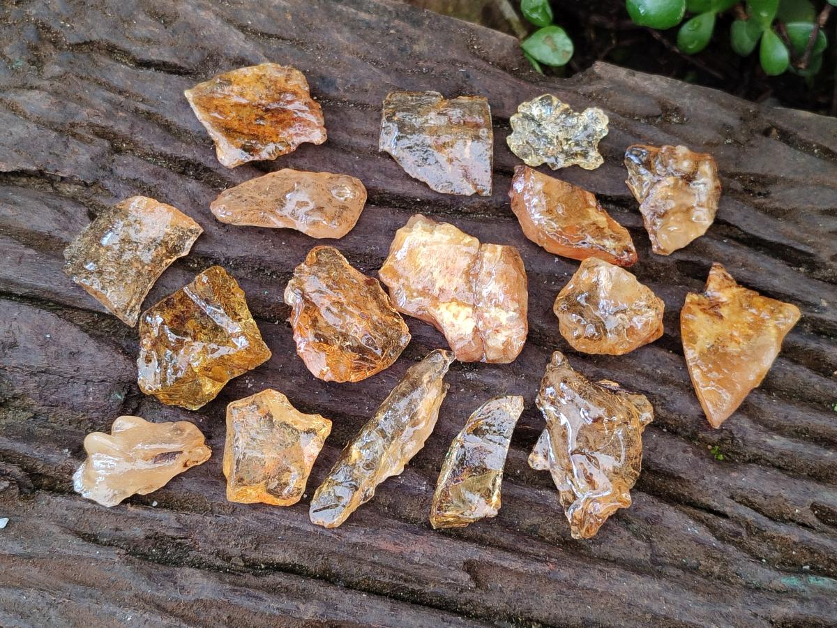 Natural Copal Amber Specimens with Insect and Plant Inclusions x 24 From Lemur Island, Madagascar - Toprock Gemstones and Minerals 