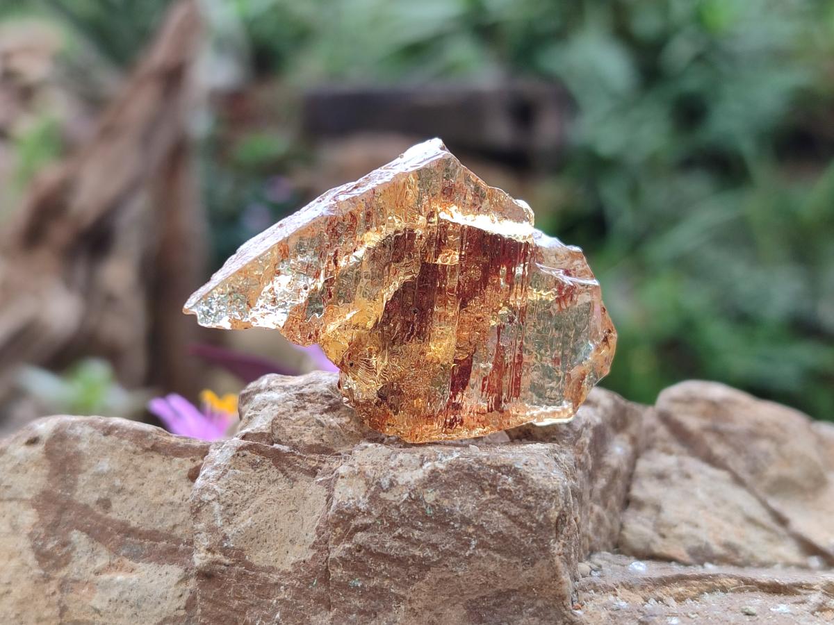 Natural Copal Amber Specimens with Insect and Plant Inclusions x 24 From Lemur Island, Madagascar - Toprock Gemstones and Minerals 