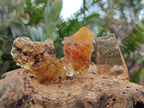 Natural Copal Amber Specimens with Insect and Plant Inclusions x 24 From Lemur Island, Madagascar - Toprock Gemstones and Minerals 