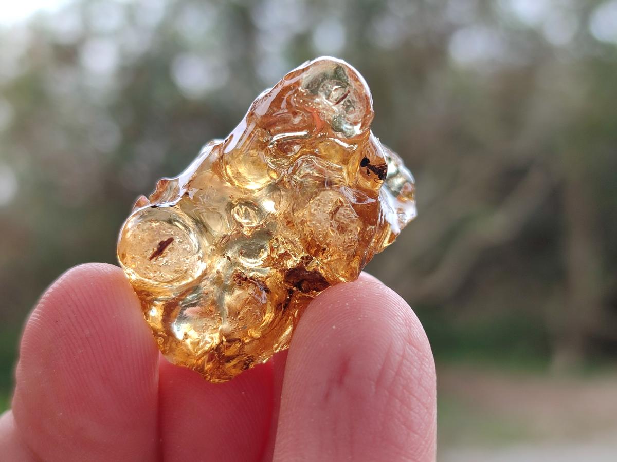 Natural Copal Amber Specimens with Insect and Plant Inclusions x 24 From Lemur Island, Madagascar - Toprock Gemstones and Minerals 