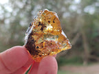 Natural Copal Amber Specimens with Insect and Plant Inclusions x 24 From Lemur Island, Madagascar - Toprock Gemstones and Minerals 