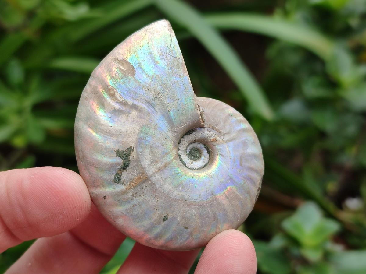 Polished Opalized Cleoniceras Ammonite Fossils x 12 From Tulear, Madagascar - Toprock Gemstones and Minerals 