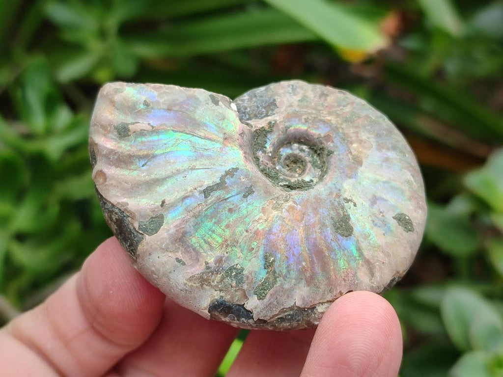 Polished Opalized Cleoniceras Ammonite Fossils x 12 From Tulear, Madagascar - Toprock Gemstones and Minerals 