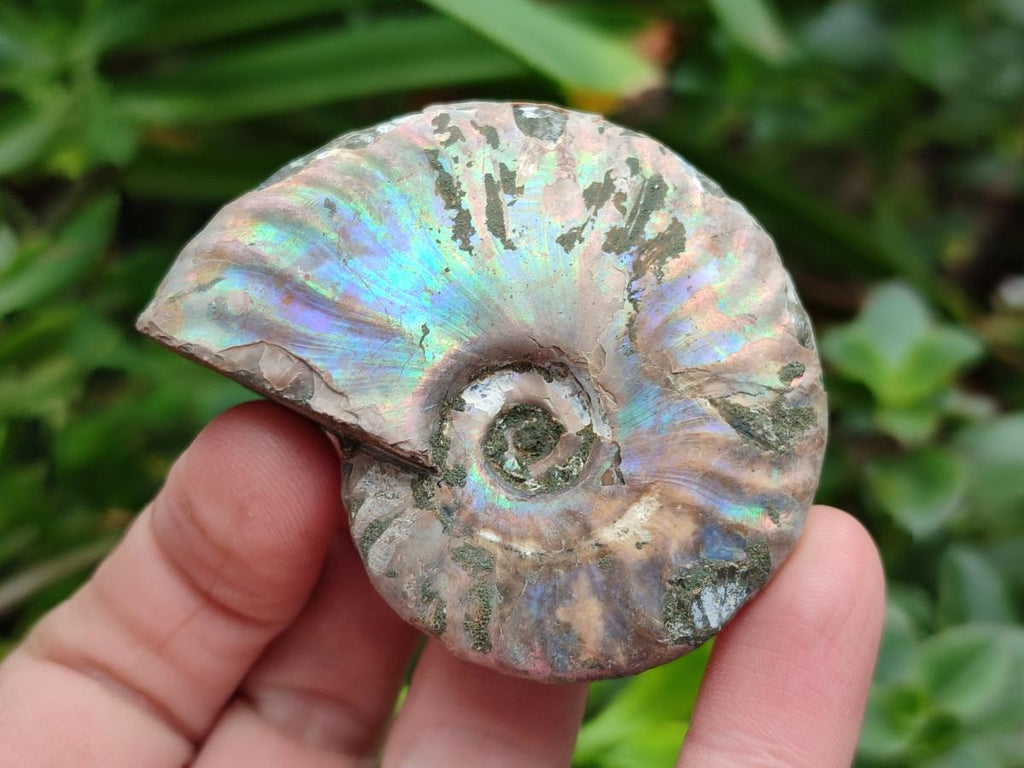 Polished Opalized Cleoniceras Ammonite Fossils x 12 From Tulear, Madagascar - Toprock Gemstones and Minerals 