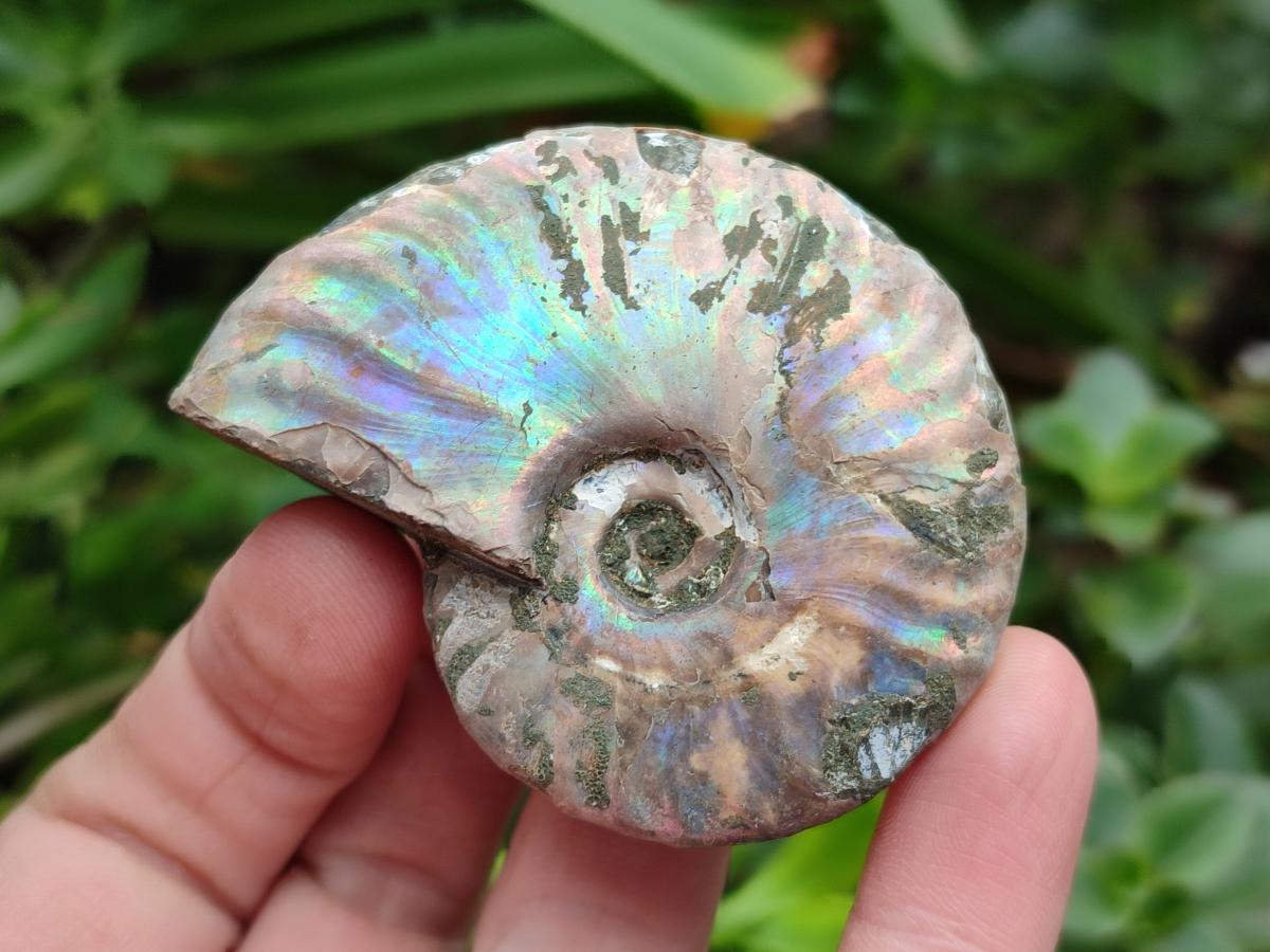 Polished Opalized Cleoniceras Ammonite Fossils x 12 From Tulear, Madagascar - Toprock Gemstones and Minerals 