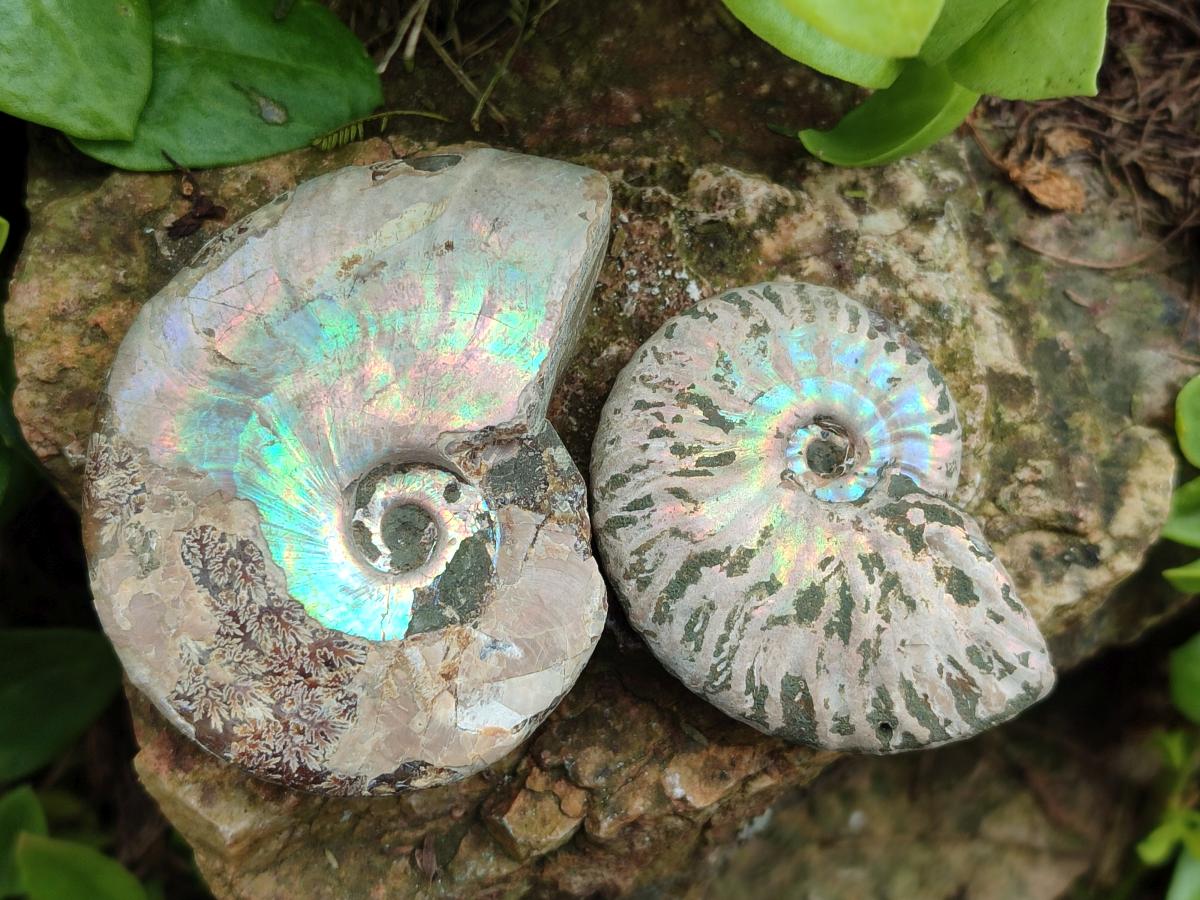 Polished Opalized Cleoniceras Ammonite Fossils x 12 From Tulear, Madagascar - Toprock Gemstones and Minerals 