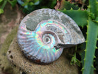 Polished Opalized Cleoniceras Ammonite Fossils x 12 From Tulear, Madagascar - Toprock Gemstones and Minerals 