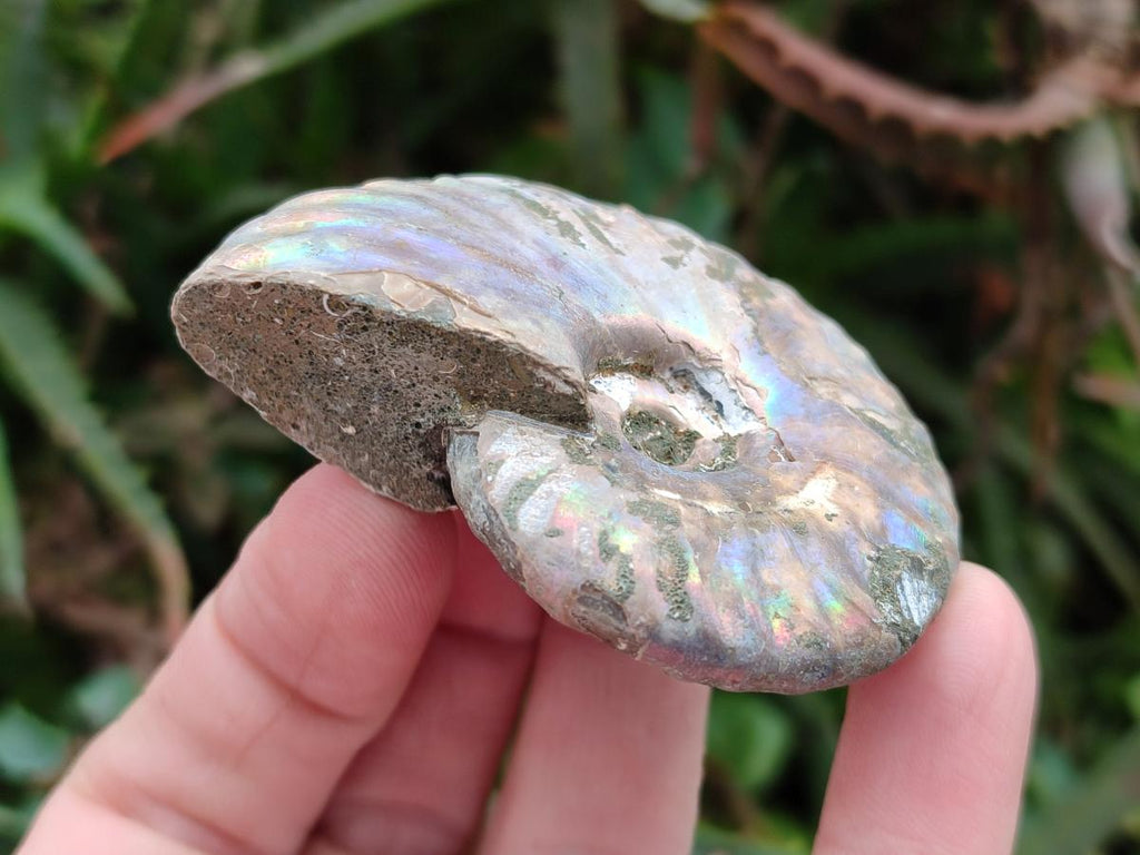 Polished Opalized Cleoniceras Ammonite Fossils x 12 From Tulear, Madagascar - Toprock Gemstones and Minerals 