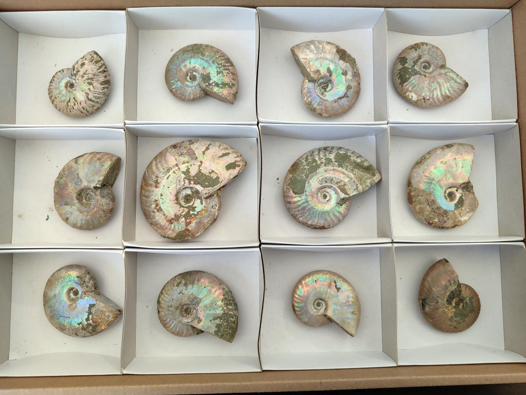 Polished Opalized Cleoniceras Ammonite Fossils x 12 From Tulear, Madagascar - Toprock Gemstones and Minerals 