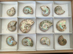 Polished Opalized Cleoniceras Ammonite Fossils x 12 From Tulear, Madagascar - Toprock Gemstones and Minerals 