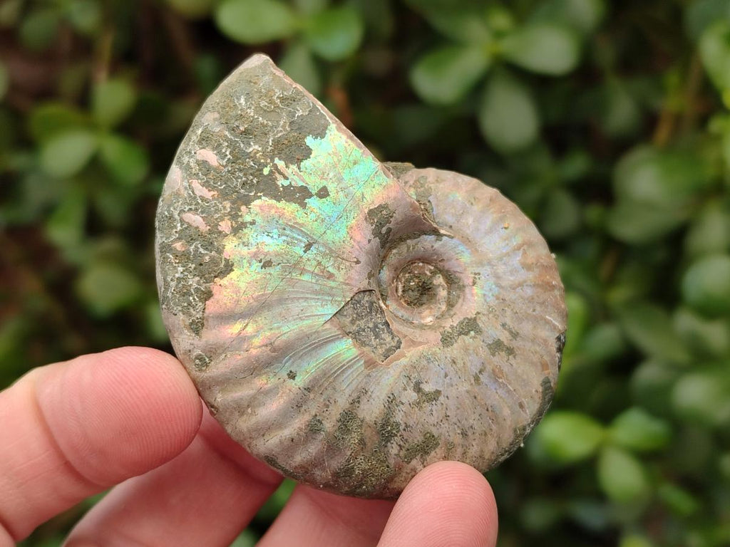 Polished Opalized Cleoniceras Ammonite Fossils x 12 From Tulear, Madagascar - Toprock Gemstones and Minerals 