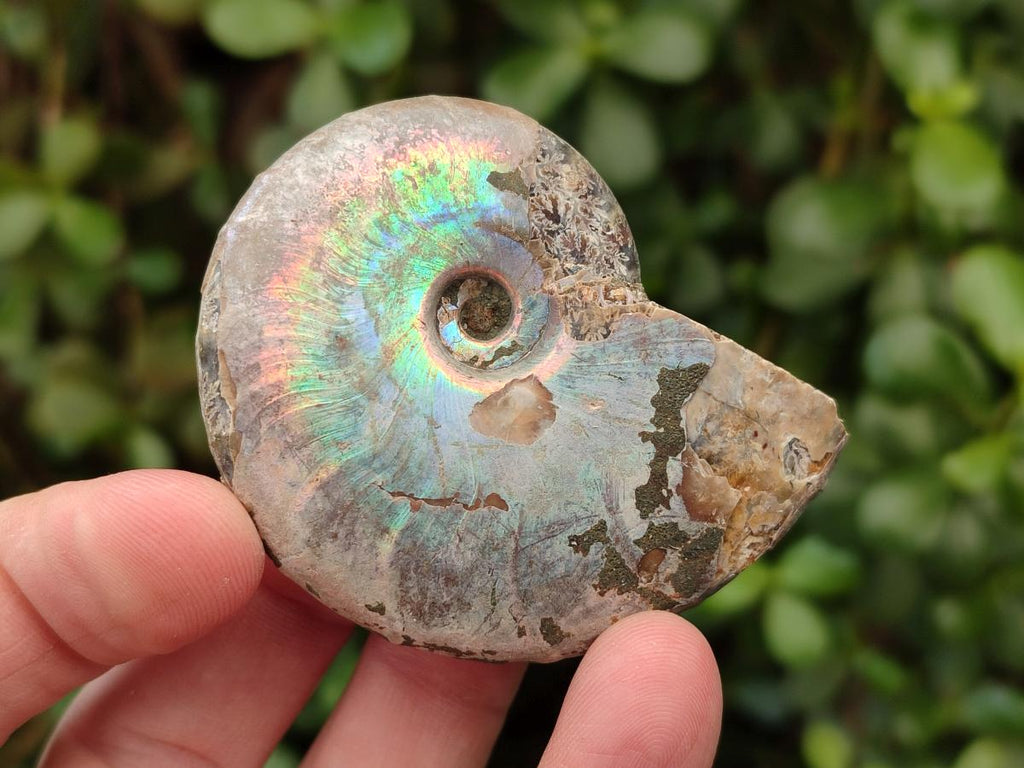 Polished Opalized Cleoniceras Ammonite Fossils x 12 From Tulear, Madagascar - Toprock Gemstones and Minerals 