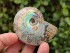 Polished Opalized Cleoniceras Ammonite Fossils x 12 From Tulear, Madagascar - Toprock Gemstones and Minerals 