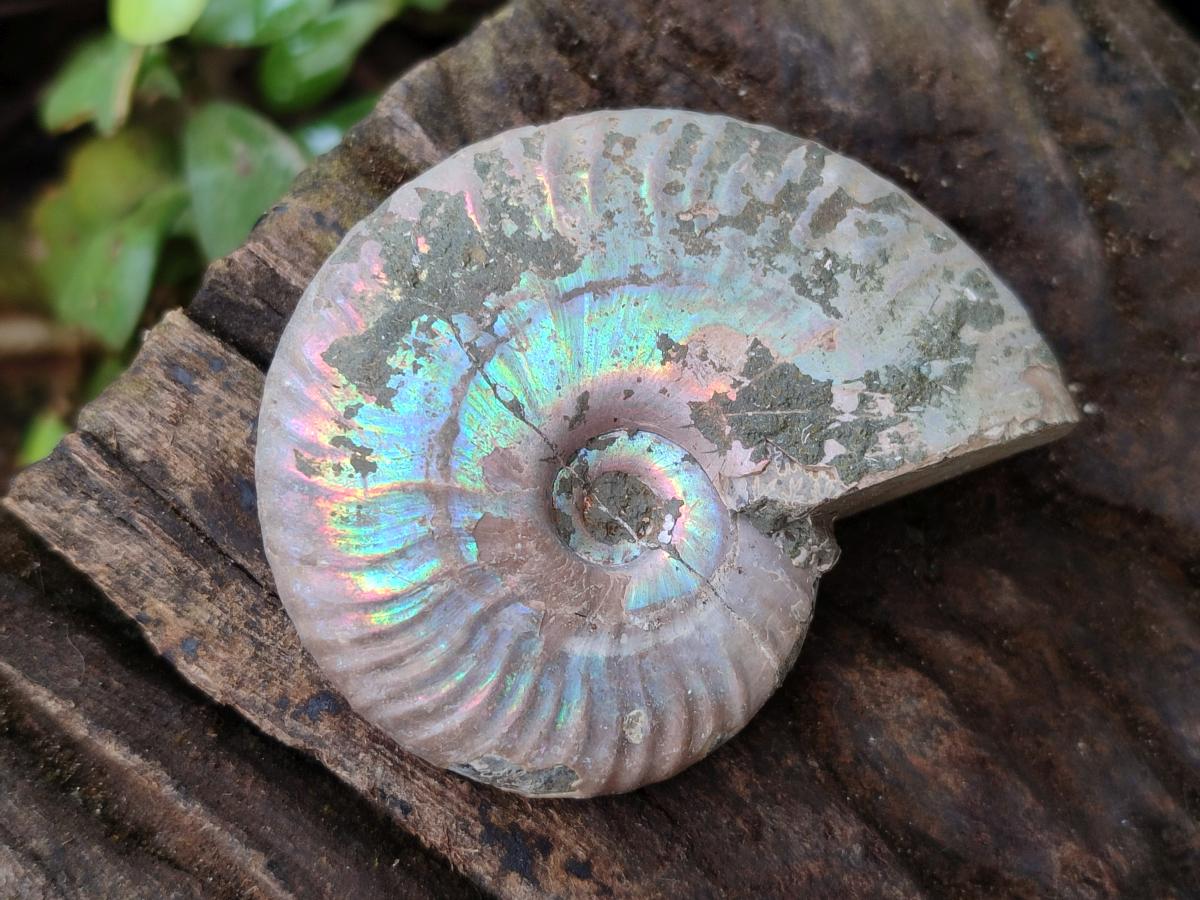 Polished Opalized Cleoniceras Ammonite Fossils x 12 From Tulear, Madagascar - Toprock Gemstones and Minerals 