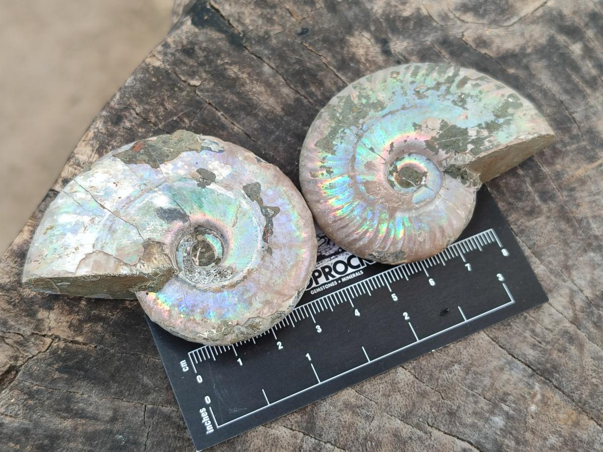 Polished Opalized Cleoniceras Ammonite Fossils x 12 From Tulear, Madagascar - Toprock Gemstones and Minerals 