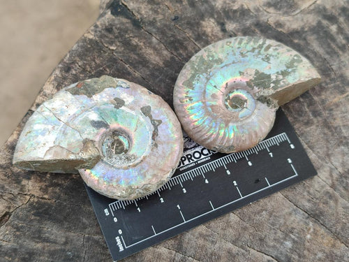 Polished Opalized Cleoniceras Ammonite Fossils x 12 From Tulear, Madagascar - Toprock Gemstones and Minerals 