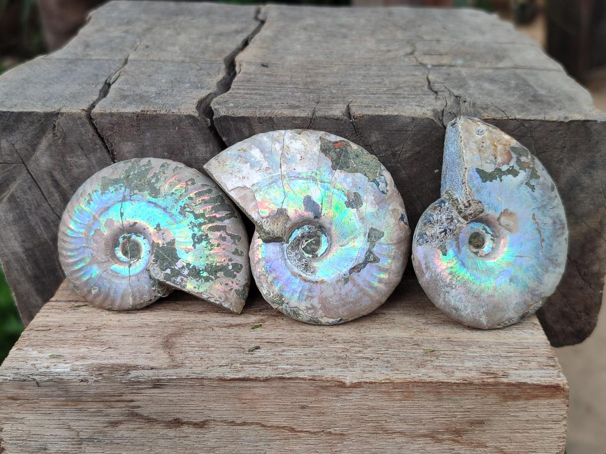 Polished Opalized Cleoniceras Ammonite Fossils x 12 From Tulear, Madagascar - Toprock Gemstones and Minerals 