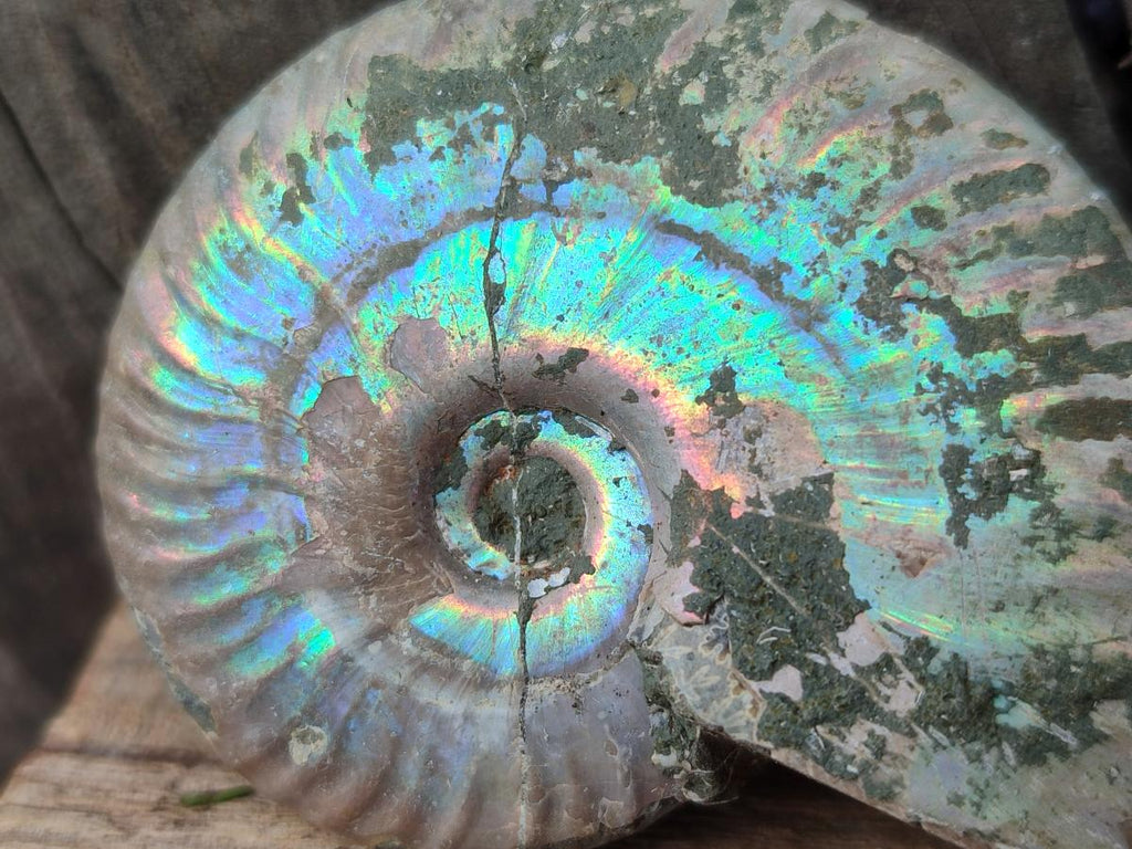 Polished Opalized Cleoniceras Ammonite Fossils x 12 From Tulear, Madagascar - Toprock Gemstones and Minerals 