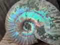 Polished Opalized Cleoniceras Ammonite Fossils x 12 From Tulear, Madagascar - Toprock Gemstones and Minerals 
