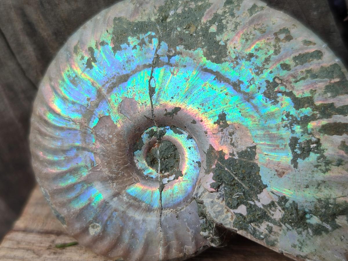 Polished Opalized Cleoniceras Ammonite Fossils x 12 From Tulear, Madagascar - Toprock Gemstones and Minerals 