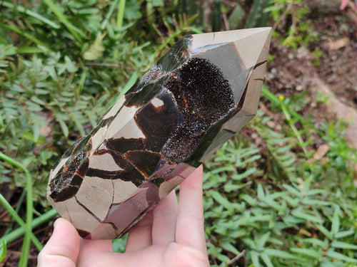 Polished Septerye Sauvage Display Crystals x 2 From Mahajanga, Madagascar - Toprock Gemstones and Minerals 
