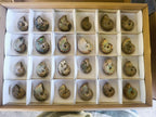 Natural Iridescent Cleoniceras Ammonite Fossils x 24 From Tulear, Madagascar - Toprock Gemstones and Minerals 