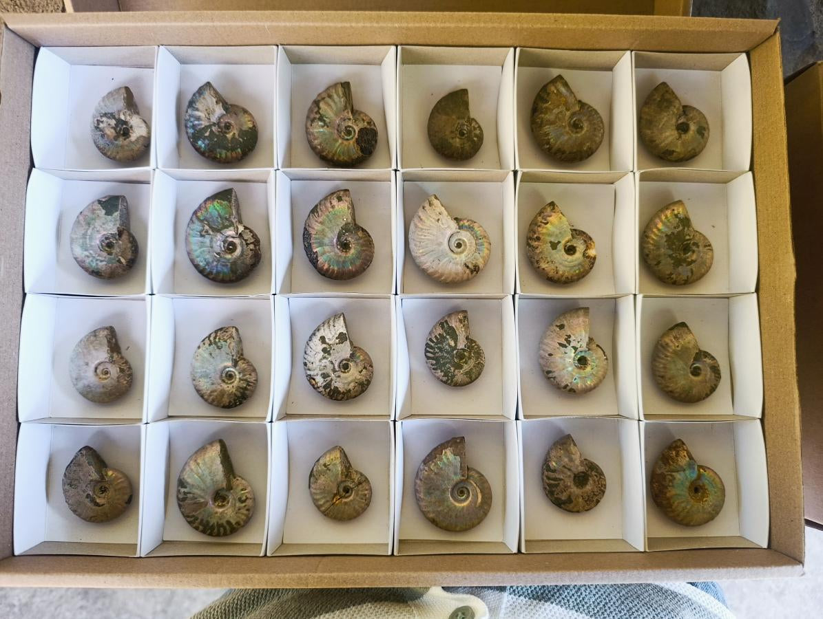 Natural Iridescent Cleoniceras Ammonite Fossils x 24 From Tulear, Madagascar - Toprock Gemstones and Minerals 